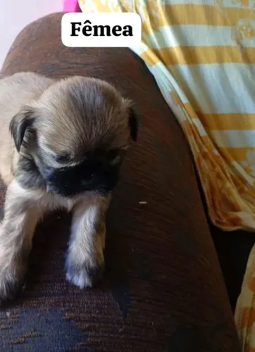 Filhotes shih tzu 