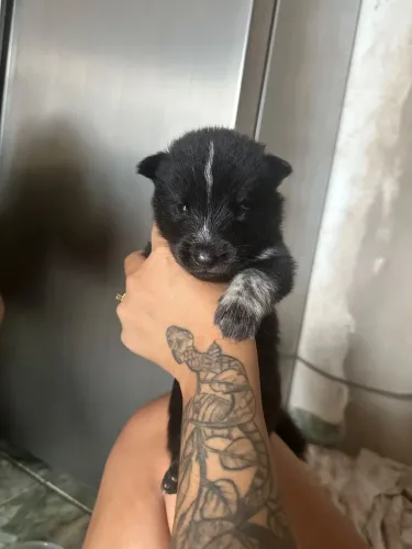 Filhote de Husky Siberiano