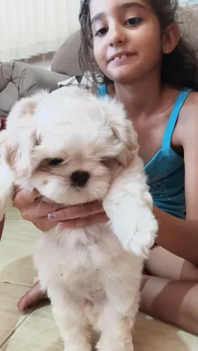 Vendo chitizu  fêmea 