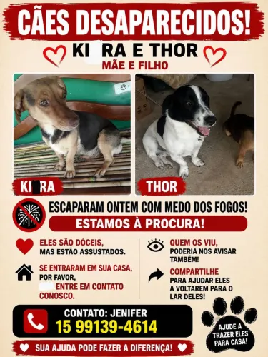 procuro meus cachorros kira e thor mãe e filho fugiram ontem de noite conta dos fogos