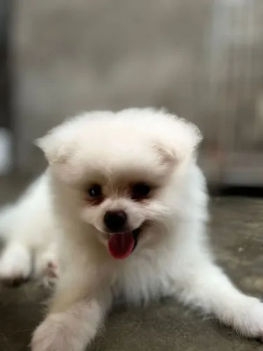 Filhote se spitz alemão 