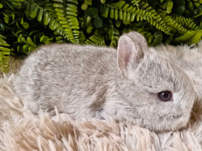? Mini Coelho Netherland Dwarf - Filhotes Disponíveis!