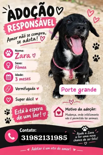 Adoção responsável