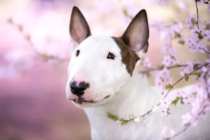 ? Bull Terrier Disponível | Consulte Fotos e Reserve Seu Filhote