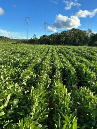 Fazenda de arrendamento 500hec em Candeias RO.