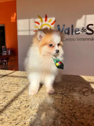 Filhote de Lulu da Pomerânia - 2 Meses de Pura Fofura por R$ 2.500!<br><br>