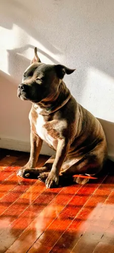 Staffordshire Bull Terrier macho muito dócil (cão babá)
