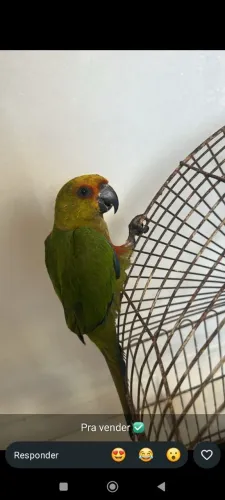 Gaiola 