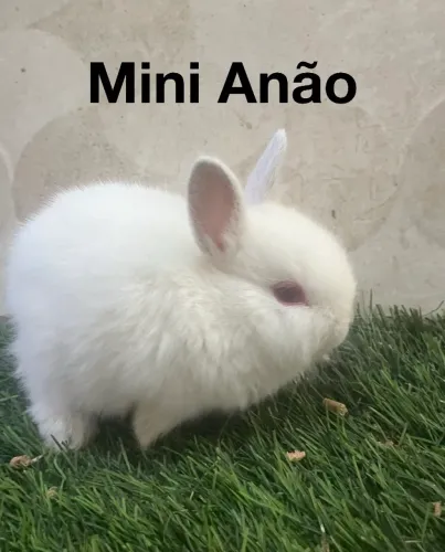 Mini coelho Anão