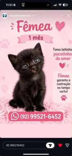 Gatinha adoção