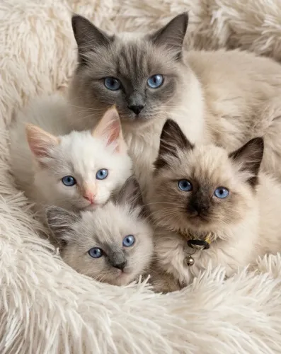 Ragdoll