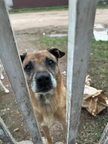 Doação de dois cães!