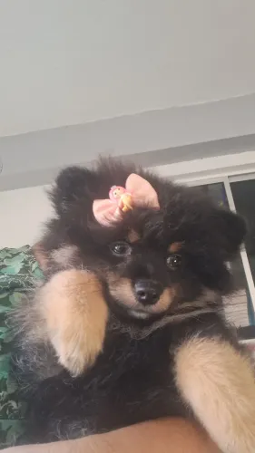 Lulu da pomerânia FÊMEA Black tan 
