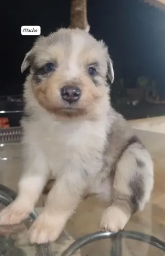 Filhotes de border collie