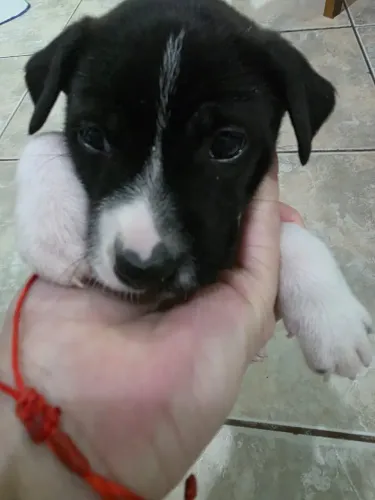 Doa-se filhote de Border collie 