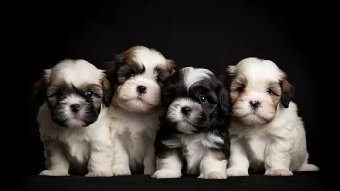 Filhote shih Tzu MACHO