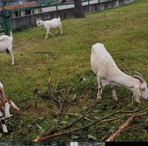 Cabras leiteria