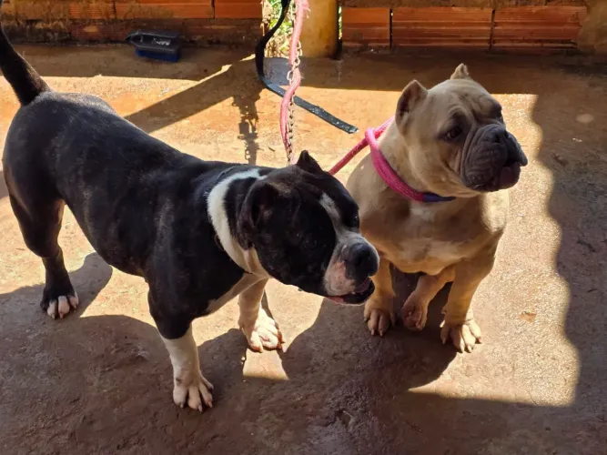 Doação América Bully 