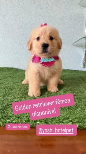 Filhotinhos de Golden Retriever macho & feminha disponivel