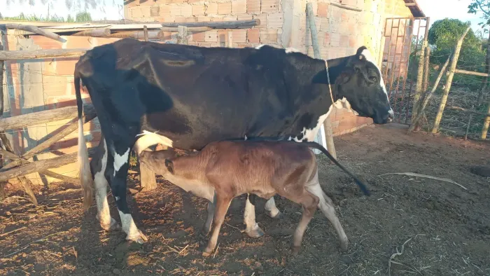 Vaca