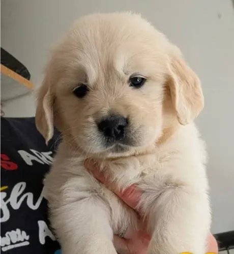 Golden Retriever Os Mais Desejados.