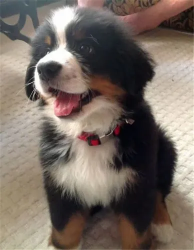 Filhotes de Bernese | Carisma em cada momento.