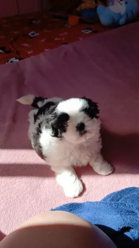 Vendo cachorrinho shih tzu 1 mes