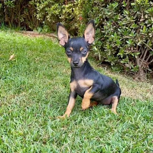 doação de pinscher