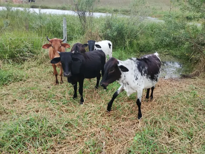 Vende se Bezerros