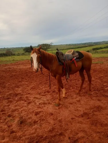 Égua e Potro 