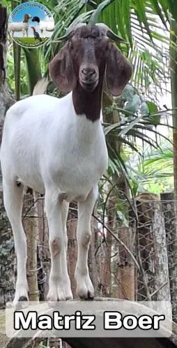 Cabra Boer Pura 1 ano e meio em parelheiros sp 