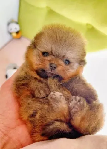 Cachorro filhote spitz alemão/lulu da pomerânia pelagem densa dócil