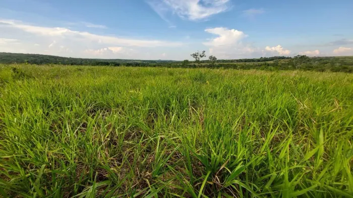 Área rural à venda - 365 hectares