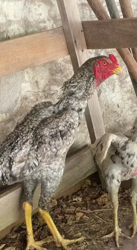 Frango indio