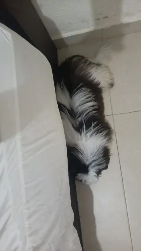 Shitzu 