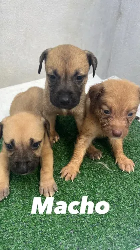 Para doação lindo cachorrinho 