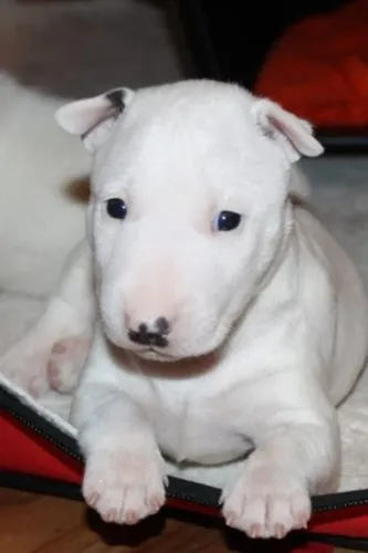 Bull Terrier Disponível