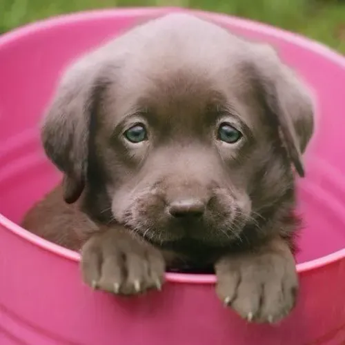 Filhote de Labrador no seu baldinho rosa preferido 