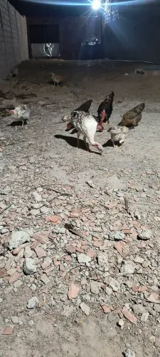 Vendo galinhas de capoeira terrança