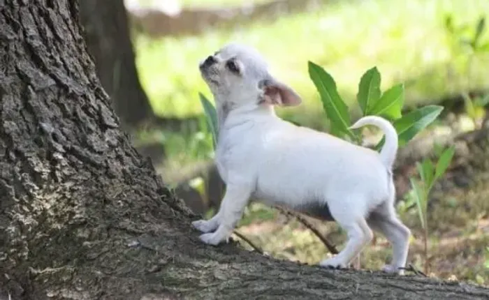 Chihuahua Pequeno Branco Macho - Compacto e Cheio de Personalidade!