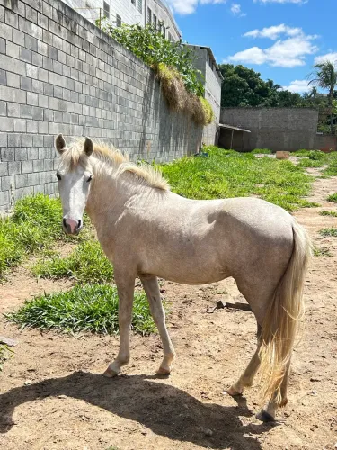 Cavalo