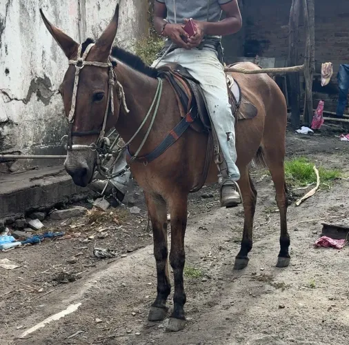 Burra de carroça e de sela 