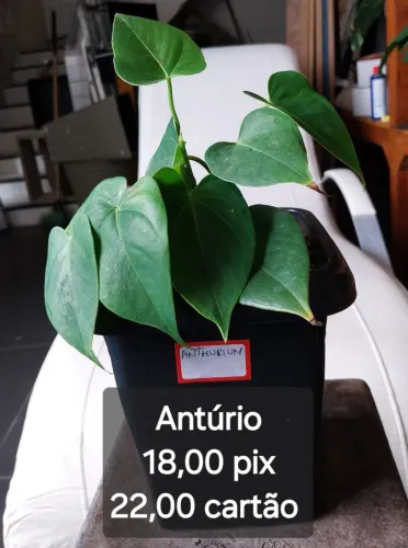 Plantas ornamentais preço baixo