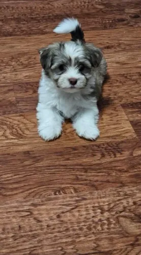 Lhasa Apso Miniatura - Vacinas e Consulta de Cortesia até os 8 Meses!