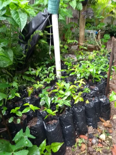 Mudas de Pitanga 