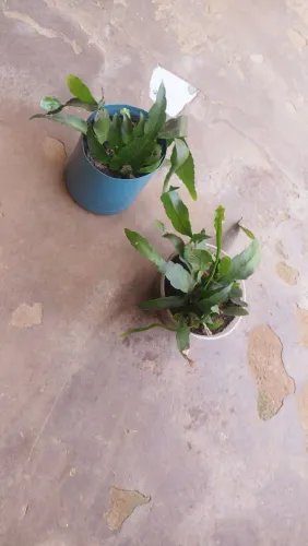 Vende se muda de planta , Dama da noite, 