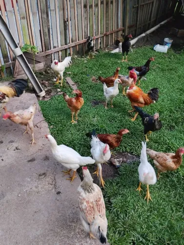 Vendo galinhas caipiras