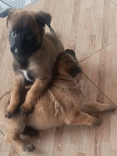 Pastor Belga Malinoar Filhote 45 dias