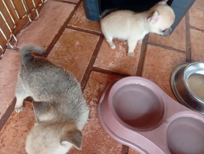 Filhotes de chihuahua a venda