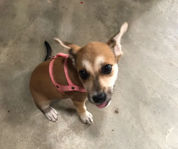  Pra doação Cachorro pequeno 